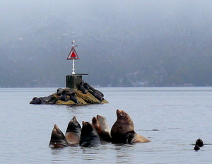 Sea Lions oh my.JPG